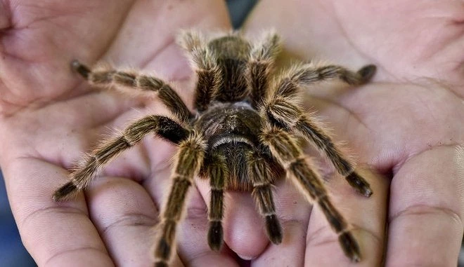 Σοκ! Έτσι θα μπορούσαν οι αράχνες να αφανίσουν τους ανθρώπους μέσα σε ένα χρόνο